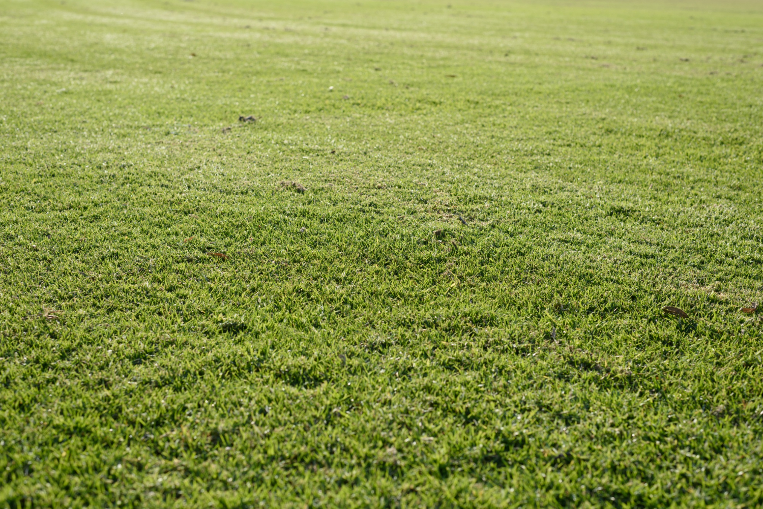 green-grass-background